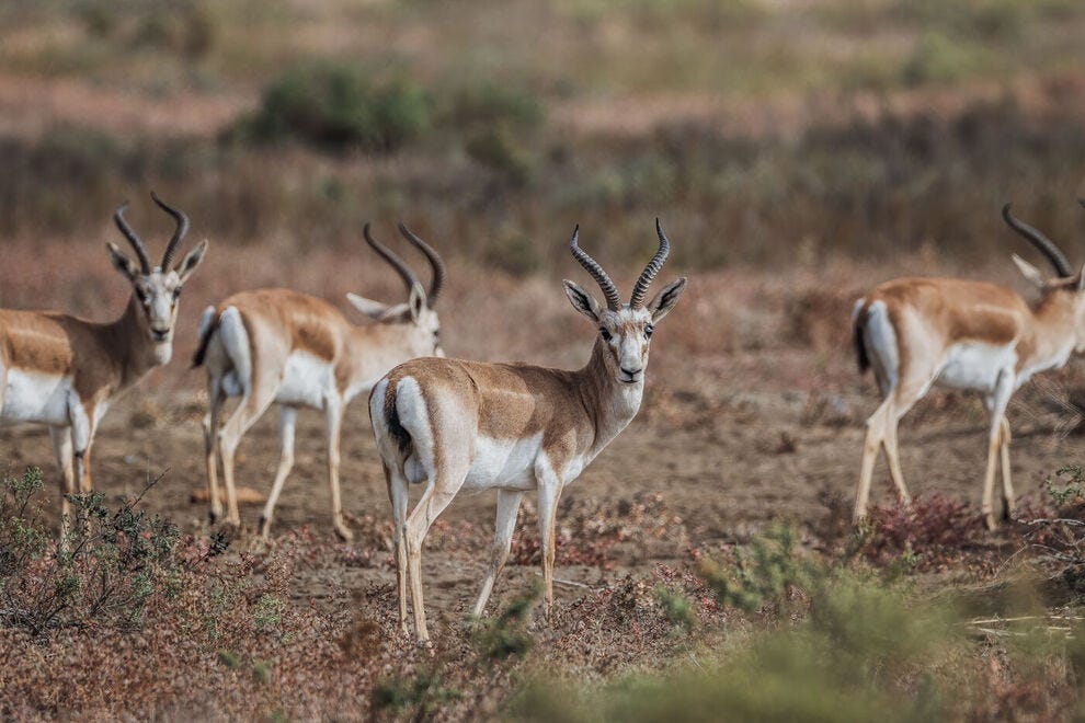 Shirvan-National-Park--by-Rustam-Maharramov-and-Azerbaijan-Tourism-Board-_54_990x660