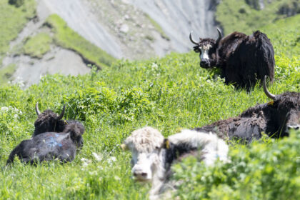 Yaks