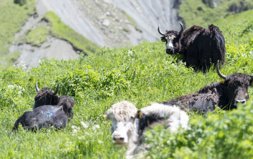 Yaks