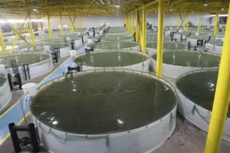 QJ9m9qaUTjKho4NQMQ4PTfRb7ykBAWVDMnL2UsSf